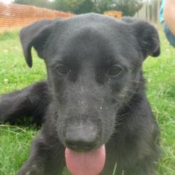 EGOo - x labrador noir 10 ans (8 ans de refuge)- AID Animaux à Chateaubriant (44) Ego-2e346e4